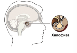 47-hipofiza